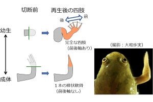 成体だと四肢が再生できなくなるカエル　そのメカニズムを弘前大が検証