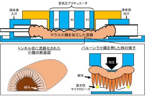 東工大、小腸組織の動きで腸内細菌が流れる様子を再現したデバイスを開発