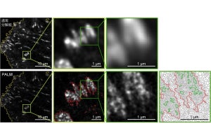 京大など、蛍光分子1個の高感度と高速撮像を両立した顕微鏡用カメラを開発