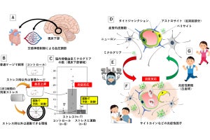 順天堂大、運動習慣が慢性的ストレス解消に効果を発揮するメカニズムを解明