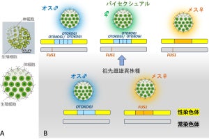 東大、3つの性別が共存する「トリオシー種」の頑強性をゲノム解読で確認