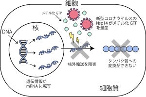 大阪公大、新型コロナウイルスがmRNAの核外輸送を阻害する仕組みを解明