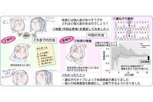 阪大が味覚感度を数値として推定する手法を開発　個人間での比較が可能に