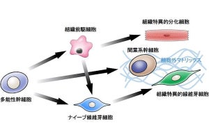 慶大、ブタの心臓由来コラーゲンを用いて成熟したヒト人工心筋組織を作製