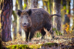 岐阜県の野生イノシシの行動範囲が予想以上に狭いことを岐阜大が解明