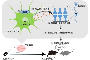 金大、ヒトや動物が他者を記憶するための神経回路形成メカニズムを解明