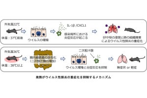 東大など、発熱がインフルエンザなどの重症化を抑制する仕組みを解明