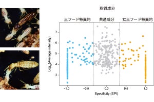 シロアリの王・女王専用ロイヤルフードの成分とは？　京大などが特定