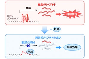 近大など、ALSやFTDの原因の1つである神経変性を抑制するタンパク質を発見