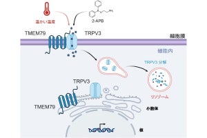 生理研など、表皮細胞にあるイオンチャネルが温かさを検知することを確認