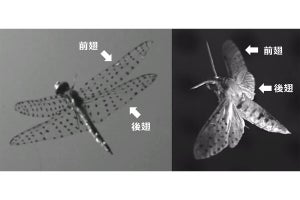 工科大、トンボが逃げる際の機動飛行の流体力学的メカニズムを解明