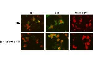 宮崎大、「ネコヘパドナウイルス」の感染受容体を同定することに成功