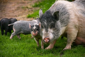 沖縄・八重山地域でも縄文時代からブタが飼育されていた - 名大が発表