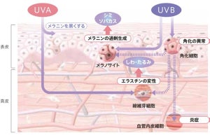 日焼け止めのPAやSPFって? 研究者が教えてくれた肌を守る正しい紫外線対策