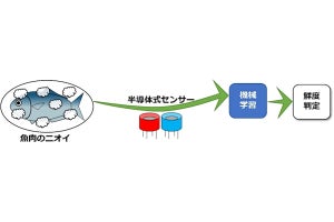 産総研、魚肉の鮮度をニオイから判定するセンシング技術を開発