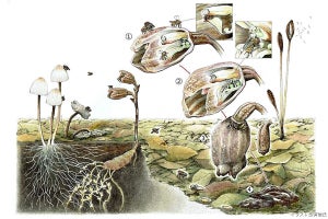 神戸大、花びらを産卵場所として提供しハエと共生する特殊なランを発見