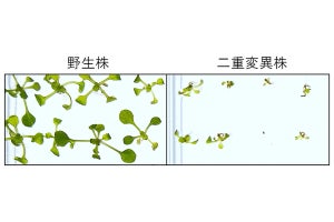 理研、植物細胞の小胞体を外部ストレスから守るメカニズムを解明