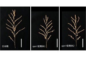 名大など、細胞外に植物成長促進ホルモンの新たな活性化経路を発見