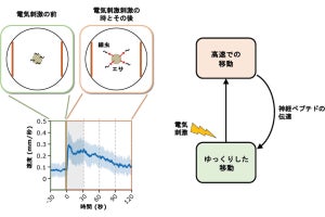 名市大、線虫にも「基本的な感情」がある可能性を実験で確認