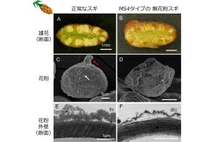 森林総研など5者、無花粉スギ生産のための2つ目の原因遺伝子を発見