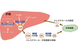 森下仁丹など、高脂血症などの予防効果を有するポリフェノールを発見