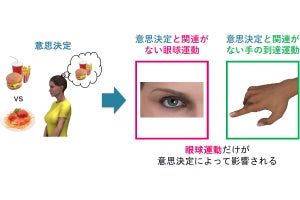 東北大、ヒトの意思決定の影響は眼球運動に現れることを確認