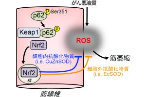 名市大、がん悪液質による筋萎縮を抑制する新たな分子機構を発見