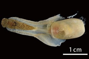 絶滅したとされていたウツセミガイを館山湾で発見！ - 標本などを一般公開