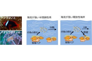 北大など、孵化海域での仔魚の滞留は海流の影響が強いことをクマノミで確認