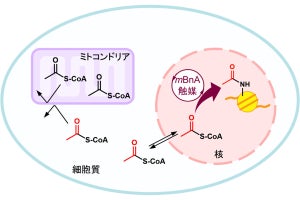 東大など、ヒストンのアセチル化反応を促進させる低分子化学触媒を開発