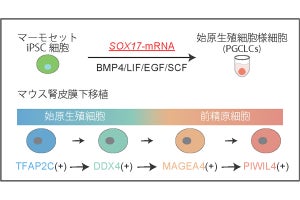 NCCHD、真猿類のiPS細胞から精子の2段階前の「前精原細胞」の作製に成功