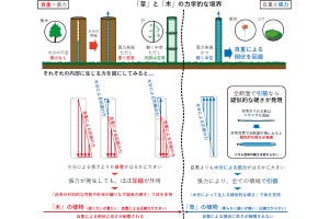 「草」と「木」の分類基準とは？ - 北大が力学的視点から新方法を発見