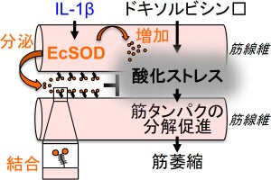 名市大、炎症性サイトカインによる一過性の刺激が筋萎縮を抑制できると発表