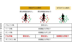 新型コロナワクチン接種後の抗体は主に3タイプ - 変異株への防御力に差も