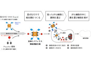 東大など、強力な制がん効果のある抗体ミメティクスの製造手法を確立