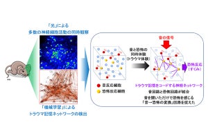 脳でトラウマ記憶がつくられる仕組みの一端分かった 生理学研究所などマウス実験で解明