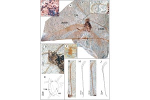 群馬県の約350万年前の地層から新種のチョウの化石、慶應義塾などが報告