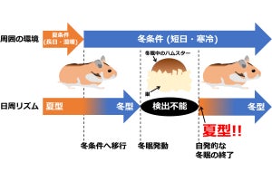 北大、冬眠哺乳類が冬眠明けの春の環境を想定した仕組みを持つことを解明