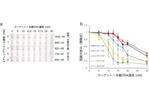 愛媛大、金ナノ粒子を用いたDNA検出の高感度化を実現