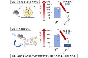 コカインへの欲求がストレスで増大する脳内メカニズムの一端を金大が解明