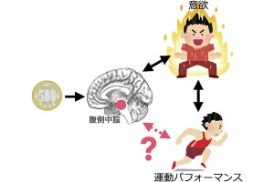 意欲が高いほど運動した際に強い力を発揮できる、都医学研などが脳の活動で確認