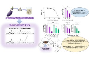 ナスに含まれる天然化合物が子宮頸がんに対し抗腫瘍効果を発揮 - 名大が確認