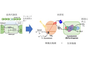 九大、光バイオ触媒を用いて常温・常圧下でのアンモニア合成を高速化