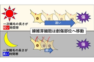 細胞の繊毛は24時間周期で伸縮する - 夜に負った傷が治りにくい理由の解明へ