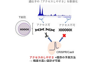 慶大、がん免疫療法のためのT細胞の遺伝子改変を効率的に行う手法を開発