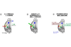 運動によって活性化する脳の神経回路、藤田医科大が発見