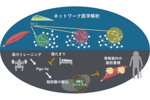 名大、筋トレによる骨格筋老化抑制効果の分子メカニズムの一端を解明