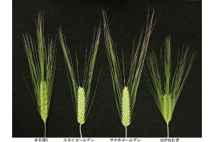 日本のビール大麦が歩んだ品種改良の歴史とは - 岡山大が遺伝子解析で明らかに