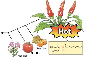 ナス科でトウガラシだけが辛い理由とは - 京大がメカニズムの一端を解明