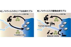 牡蠣による食中毒を起こすノロウイルスは渡り鳥由来？ - 琉球大が提起